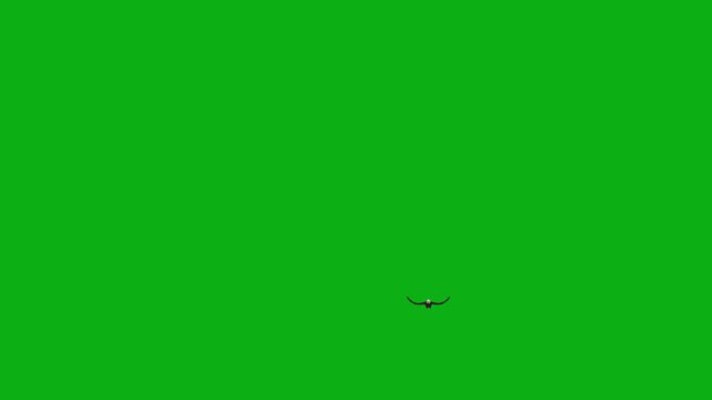 bird silhouette flying sky wings flight avian dark shadow premium stock media clip for professional video editing projects. this high-end visual element is perfectly optimized
