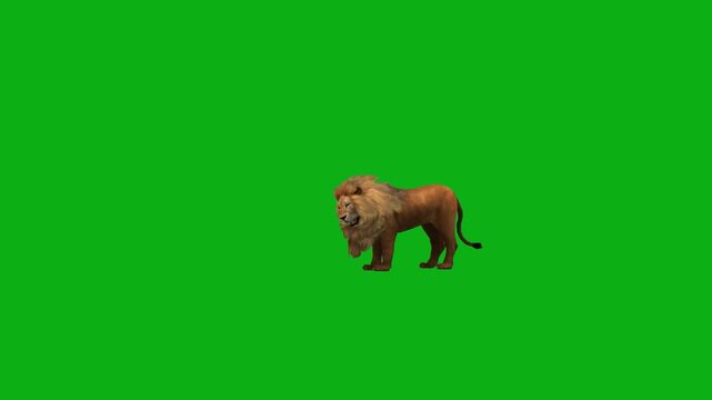 lion predator safari jungle mammal mane fur roar wilderness premium stock media clip for professional video editing projects. this high-end visual element is perfectly optimized