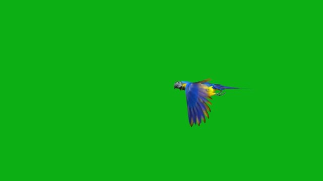 parrot macaw tropical avian feathers beak wings fly jungle color premium stock media clip for professional video editing projects. this high-end visual element is perfectly