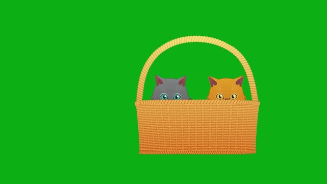 cats basket kittens pet domestic feline fur family group playful premium stock media clip for professional video editing projects. this high-end visual element is perfectly