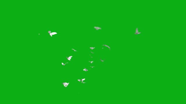 birds flying flock sky wings flight avian freedom migration air group premium stock media clip for professional video editing projects. this high-end visual element is perfectly