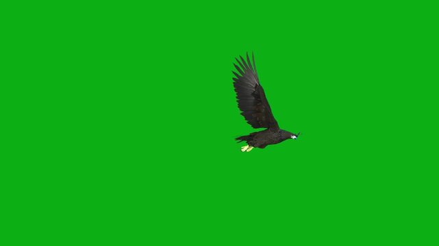 crow raven flying bird sky wings black avian flight shadow dark premium stock media clip for professional video editing projects. this high-end visual element is perfectly
