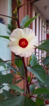 White hibiscus flower wth red center Hibiscus cannabinus blooming on green plant, tropical floral background