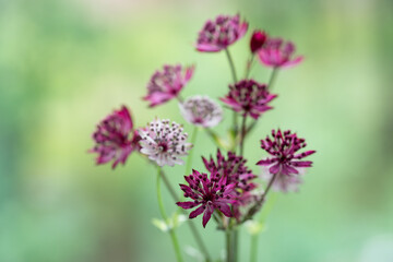 Obraz premium Macro shot of beautiful pink astrantia masterwort flowers blooming against a bright pastel green background