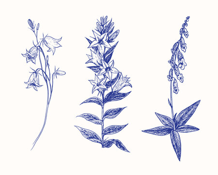 Bluebell flowers collection, blue bell flower (campanula), campanula trachelium, the nettle-leaved bellflower (trachelium) on stem with leaves, foxglove flower (Digitalis purpurea) on stem with leaves