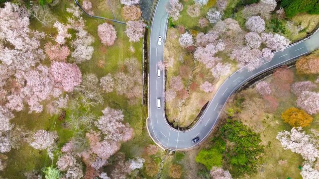 Top-down flyover of Mount Yoshino Naka-senbon with cherry blossoms in full bloom along winding mountain road during sakura season in soft morning light, Nara, Japan