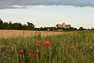 Grain silos in the distance across the poppy field © Pawparazzi