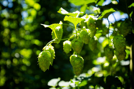 Fresh hop cones on vine with bright green foliage