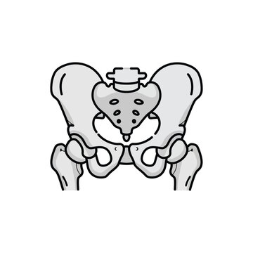 Human Pelvis Anatomy Illustration - A Simplified Anatomical Representation of the Pelvic Bone Structure