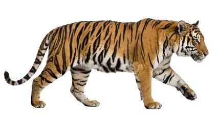 Obraz premium Majestic Bengal Tiger Walking Isolated on Transparent Background PNG – Realistic Wildlife Animal Cutout