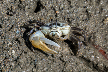 Male Fiddler crab at low tide on the mud flats of Railay Beach in Railay, Krabi, southern Thailand. Large white claw held in front of its body.  © dhayes