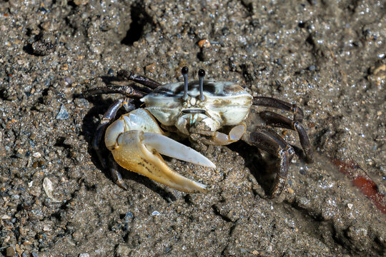 Male Fiddler crab at low tide on the mud flats of Railay Beach in Railay, Krabi, southern Thailand. Large white claw held in front of its body.

