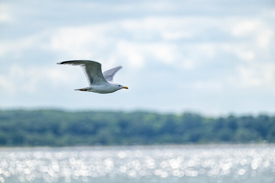Silberm&ouml;we &uuml;berr der Ostsee bei Eckernf&ouml;rde, larus argentatus