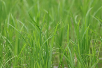 Obraz premium Rice paddies after planting
