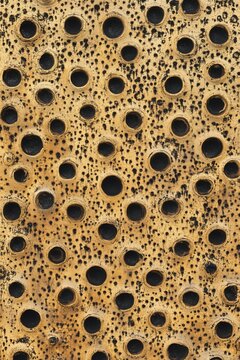 Close-up of a perforated beige surface with many round holes and dark spots, creating a natural abstract texture and pattern background