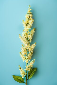Single stem of delicate pale yellow flowers with green leaves on a blue background, minimal floral composition with copy space