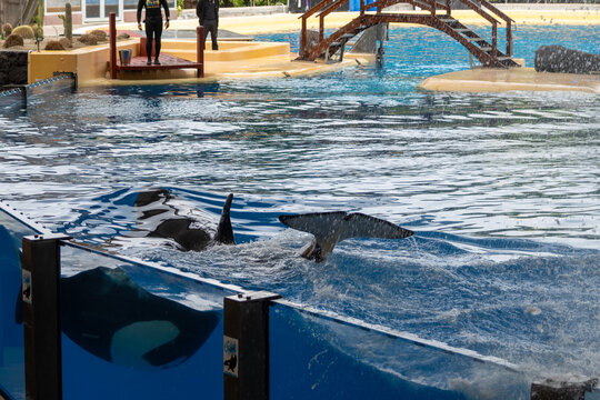 Visiting zoo with big pool and performance by large black and white orca whales, protecting animals, nursing sick animals, Orcinus orca or killer whale