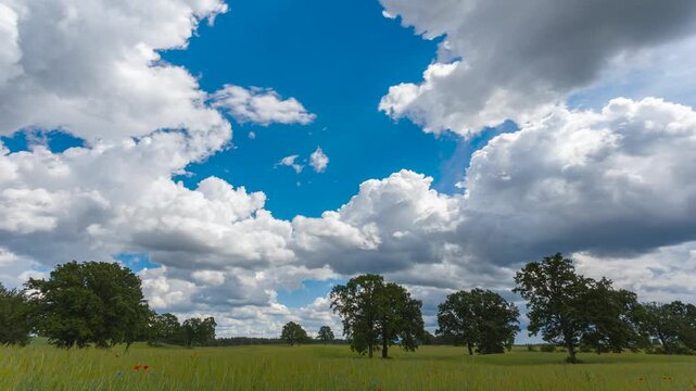 Low-angle meadow with red poppies and oak trees under dramatic sky