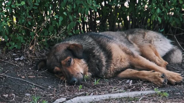 A homeless mixed-breed dog lies asleep on the dirt ground beneath the shade of a green bush, breathing slowly with closed eyes. Concept of abandonment, animal welfare, and lonely street life