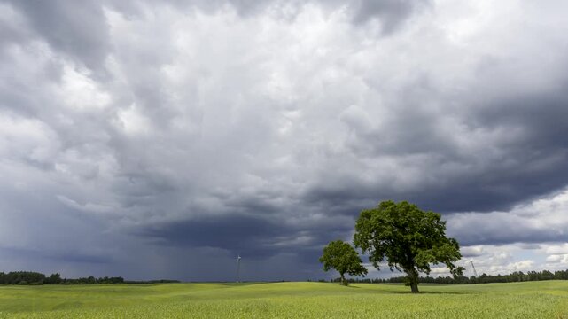 Low-angle meadow with red poppies and oak trees under dramatic sky