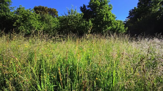 Tall spring meadow grasses beside woodland edge under clear blue sky