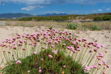 Pink flowers Armeria maritima blooming on sand dunes by the sea under a cloudy sky, Sardinia, Sassari Province, Italy - background or wallpaper © anettastar