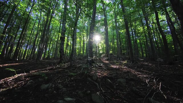 Sunburst through tall forest trunks over rocky root-covered ground