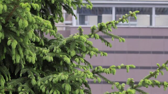 Lush green fir branches dominate the foreground, their bright needles contrasting with the muted tones of the city building behind.