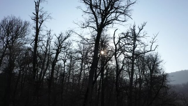 Beautiful winter forest scene with bright sun rays shining through the bare branches of tall leafless trees against a clear blue sky on a cold and sunny day.

