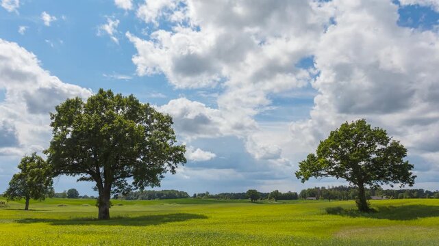 Low-angle meadow with red poppies and oak trees under dramatic sky