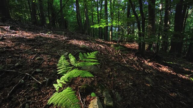 Sunlit fern fronds on shaded forest slope with leaf litter