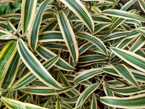 Beautiful full frame top view background of dracaena reflexa var angustifolia leaves also known as pleomele or song of india plant with striking yellow margins and green centers in a lush tropical gar