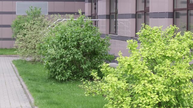 View of a well-maintained urban green zone with a variety of leafy shrubs and small trees planted along a paved walkway. The dense green foliage contrasts with the modern architectural background - a 