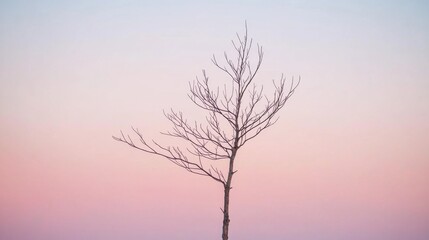 Obraz premium Twisted Bare Winter Tree Silhouette Against Soft Sky