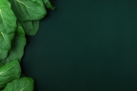 Green leaves framing a dark background with empty copy space