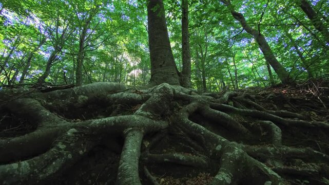 Massive exposed tree roots spreading across shaded forest floor