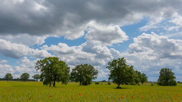 Landscape with oak trees and fast moving cumulus clouds