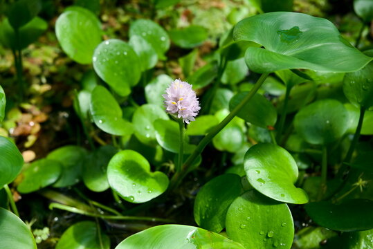 Blooming Water Hyacinth Flower Among Lush Green Leaves with Water Droplets