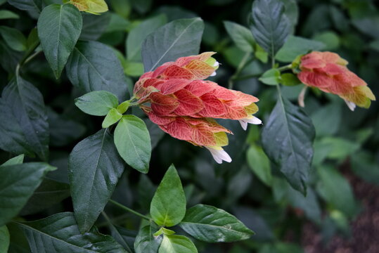 Colorful Flowers at Munich Botanic Garden