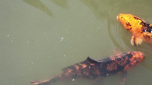 Colorful koi carp swimming and breathing in a pond