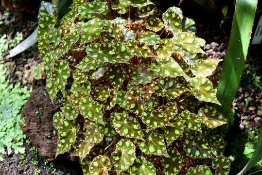 Top-down style of begonia bowerae tiger leaves in Munich Botanical Garden greenhouse for texture background