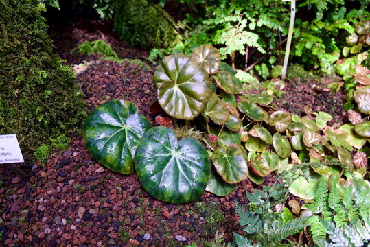 Medium shot style of big green begonia leaves on volcanic rock in Munich Botanical Garden for nature background