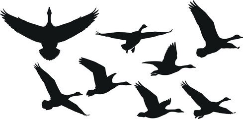 Flying birds silhouettes vector collection flock of wild ducks or geese flying on alpha transparent background. © Silhouette gallery!