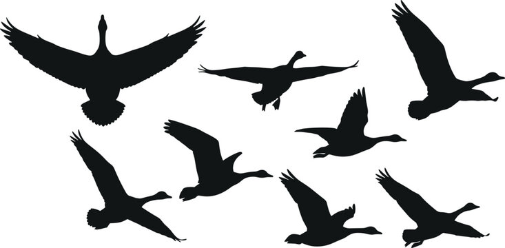 Flying birds silhouettes vector collection flock of wild ducks or geese flying on alpha transparent background.