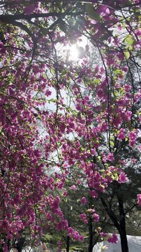 The sun illuminates the flowering branches of the tree. The pink flowers on the tree branches sway in the wind