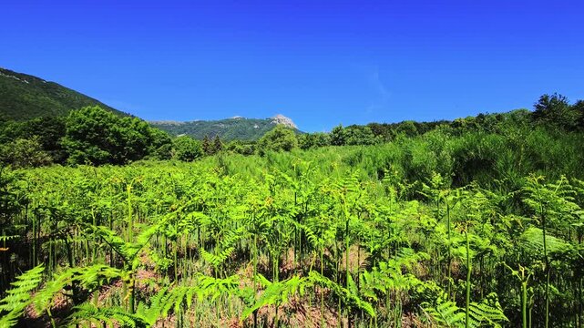 Bright bracken field with mountain ridge under clear blue sky