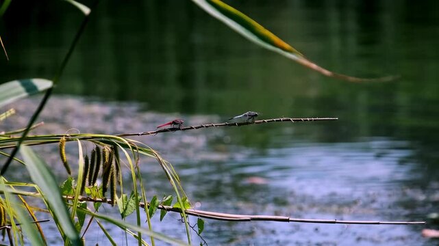 A vibrant red dragonfly and a delicate blue damselfly rest together on a thin branch over a rippling pond. The lush green foliage creates a tranquil summer atmosphere.