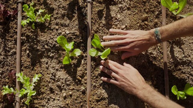 Top shot hands touching ground next to seedling in garden. Farmer or person making sure earth is covering the newly planted seedling in organic farm. Healthy sustainable lifestyle. Vegetable garden