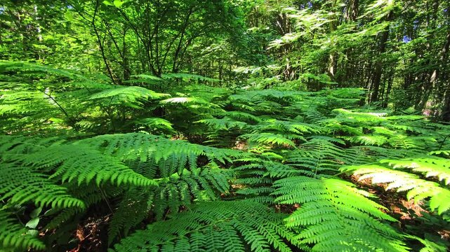 Dense fern carpet across bright green woodland floor