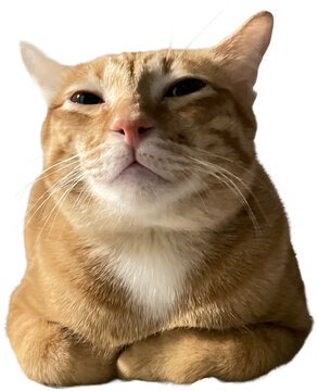 Smug orange tabby cat looking down isolated on white background